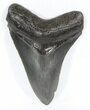 Serrated Megalodon Tooth - Georgia #52404-1